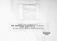 Hypoderma commune image
